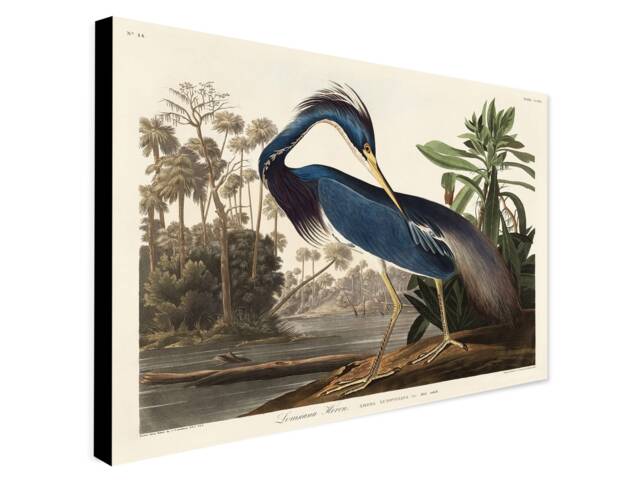 Audubon Louisiana Heron Print - Vintage Bird Art, Framed Canvas - image 1