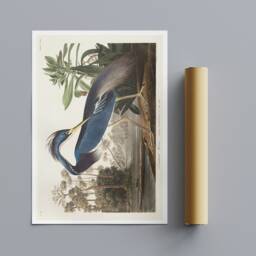 Audubon Louisiana Heron Print - Vintage Bird Art, Framed Canvas - thumbnail 3