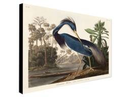 Audubon Louisiana Heron Print - Vintage Bird Art, Framed Canvas - thumbnail 1