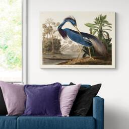 Audubon Louisiana Heron Print - Vintage Bird Art, Framed Canvas - thumbnail 2