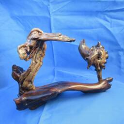 Tree Root Politics - thumbnail 1