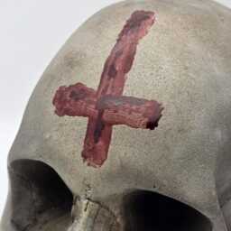 Anointed. Human Skull Replica . Realistic Plaster Of Paris Life Size Human Replica - thumbnail 4