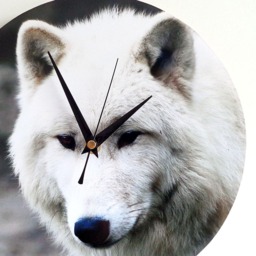 Wolf Wall Clock - Decoupage Photo Arctic White Wild Animal Round 10'' - thumbnail 3