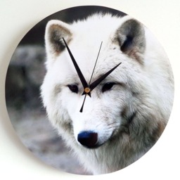 Wolf Wall Clock - Decoupage Photo Arctic White Wild Animal Round 10'' - thumbnail 2