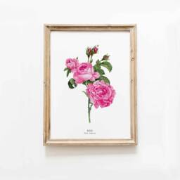 Pink Rose Watercolor Art Print - Bedroom Living Room Nursery Botanical Poster English Roses Prints Wall D??cor Gifts For Her Girls - thumbnail 1