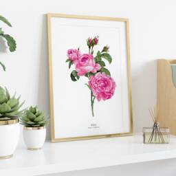 Pink Rose Watercolor Art Print - Bedroom Living Room Nursery Botanical Poster English Roses Prints Wall D??cor Gifts For Her Girls - thumbnail 3