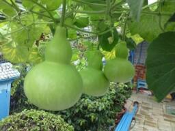 Set Of 2 Dried Gourds Unpainted Wall Decor, Vietnamese Grown, Planted By Farmers - thumbnail 2