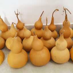 Set Of 2 Dried Gourds Unpainted Wall Decor, Vietnamese Grown, Planted By Farmers - thumbnail 3