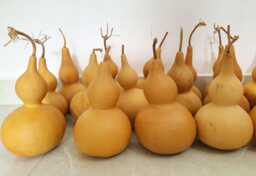 Set Of 2 Dried Gourds Unpainted Wall Decor, Vietnamese Grown, Planted By Farmers - thumbnail 1