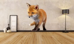 Fox Full Color Decal, Color Sticker, Wall Art, Cn 107
