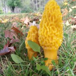 Handmade Michigan Beeswax Morel Mushroom Candle Set Farmhouse Cabin Decor - thumbnail 3