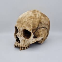 Toothless. Plaster Of Paris Life Size Human Skull Replica - thumbnail 3