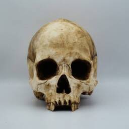 Toothless. Plaster Of Paris Life Size Human Skull Replica - thumbnail 1