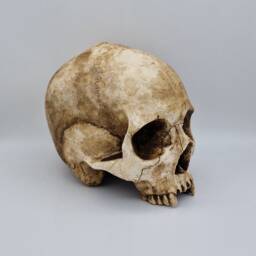 Toothless. Plaster Of Paris Life Size Human Skull Replica - thumbnail 2