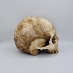 Toothless. Plaster Of Paris Life Size Human Skull Replica - thumbnail 4
