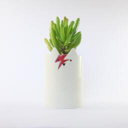 Ziggy Starcat Pen Holder David Bowie Inspired White Cat Pot - thumbnail 2