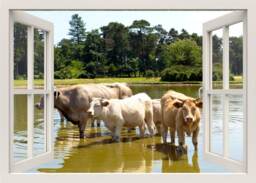 Cows Wall Decal, Cow Drinking in Water At A Lake Animals 3D Window View Living Room Home Frame Decor