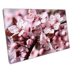 Serene Pink Cherry Blossom Canvas Art Elegant Floral Wall Decor For Home & Office Spaces - thumbnail 1