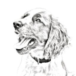 English Springer Spaniel - Wooden Stand For Candles/Pens With The Image Of A Dog New Collection - thumbnail 2