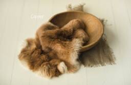 Real Rabbit Fur Rug, Newborn Prop, Photography Props Set, Cover, Posing Fabric - thumbnail 1