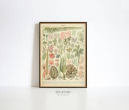 Antique Algae Print, Bookplate Botanical Wall Art, Vintage School Decor, Seaweed Chart Canvas, Gift Art Printable, Sea House Digital - thumbnail 1