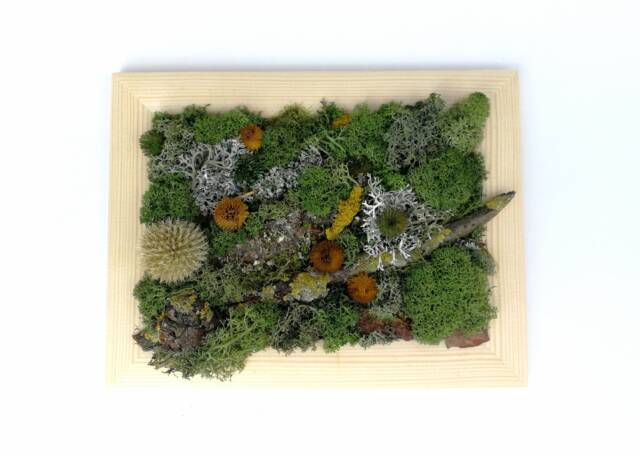 Preserved Moss Wall Art Framed Natural Home Decor - image 1