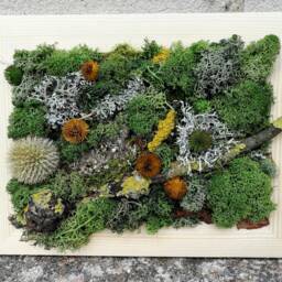 Preserved Moss Wall Art Framed Natural Home Decor - thumbnail 2