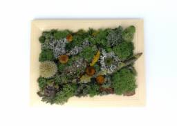 Preserved Moss Wall Art Framed Natural Home Decor - thumbnail 1