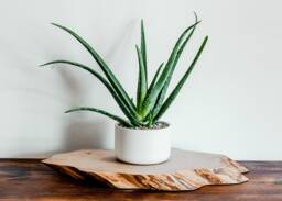 Sedona White Porcelain Ceramic Planter Modern Round Plant Pot - thumbnail 1
