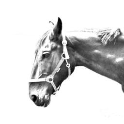 Hanoverian - Wooden Stand For Candles/Pens With The Image Of A Horse New Collection - thumbnail 2