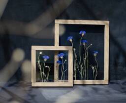 Framed Wall Art Set - Botanicals Real Dried Flowers Pressed Flowers Herbarium Flower Frame Wall Decor - thumbnail 1