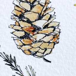Maine State Flower Map Watercolor White Pine Cone Tassel - Art Print Wall Graduation Wedding Realtor Moving Gift Northeast New England - thumbnail 2