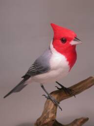 Red-Crested Cardinal Wooden Carved Bird