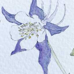 Colorado State Flower Map Watercolor Rocky Mountain Columbine - Art Print Wall Graduation Wedding Realtor Moving Gift Western Usa - thumbnail 3