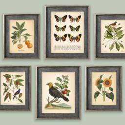 Mix Set Of 10 Vintage Botanical Prints, Poster, Flower Butterfly Sunflower Leaf Bird Prints Green Orange Red Yellow - thumbnail 3