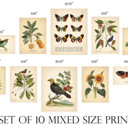 Mix Set Of 10 Vintage Botanical Prints, Poster, Flower Butterfly Sunflower Leaf Bird Prints Green Orange Red Yellow - thumbnail 2