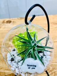 "Sympathy Gift, Thoughtful Gifts To Cheer Someone Up. Diy Air Plant Kit With Message "