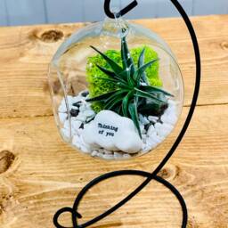 "Sympathy Gift, Thoughtful Gifts To Cheer Someone Up. Diy Air Plant Kit With Message " - thumbnail 3