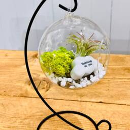 "Sympathy Gift, Thoughtful Gifts To Cheer Someone Up. Diy Air Plant Kit With Message " - thumbnail 2