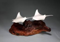 Manta Ray Sculpture By John Perry Duo 11In Long Pellucida On Burlwood - thumbnail 1