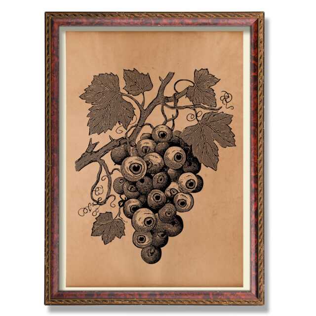 Vintage Human Eyes On Grape Vine - Rustic Anatomical Illustration Art, Antique Medical Anatomy Poster, Surreal Botanical Wall Decoration - image 1