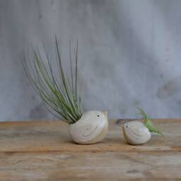 Bird Air Plant Holder With in Off-White - thumbnail 2