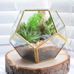 Geometric Octagon Terrarium Kit - Diy Succulent Garden, Home Decor - thumbnail 3