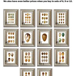 Antique Bird Eggs Prints Set Of 4 Golden Yellow Brown Green Wall Art Print 8x10 - thumbnail 3