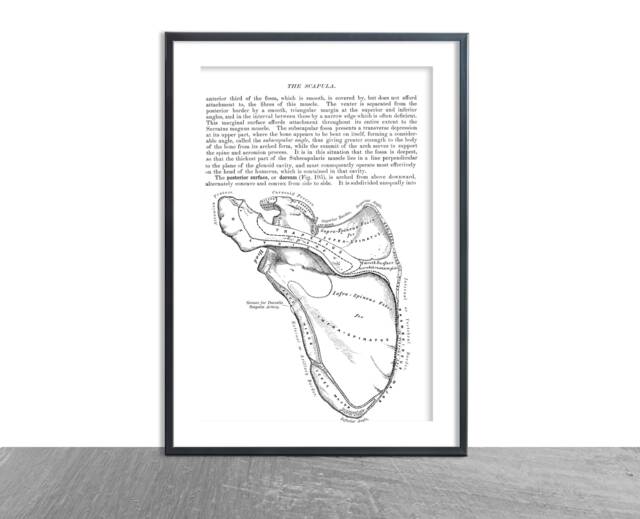 Anatomy The Scapula Antique Print D??cor Anatomical Art Patent Prints, Medical School Student Wall Art Poster Nurse Doctor Surgeon - image 1