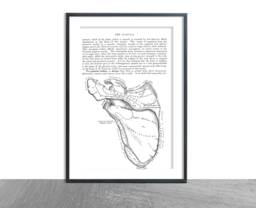 Anatomy The Scapula Antique Print D??cor Anatomical Art Patent Prints, Medical School Student Wall Art Poster Nurse Doctor Surgeon - thumbnail 1
