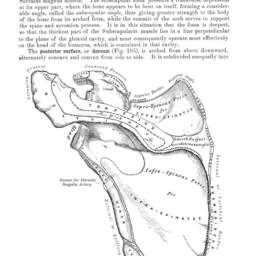 Anatomy The Scapula Antique Print D??cor Anatomical Art Patent Prints, Medical School Student Wall Art Poster Nurse Doctor Surgeon - thumbnail 2