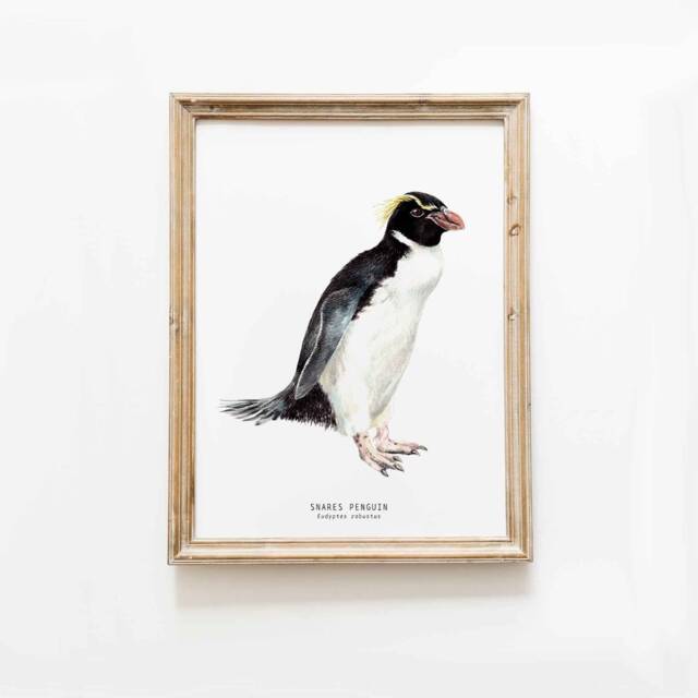 Snares Penguin Print - Dining Room Nature Gallery Wall Art Nautical Beach Home D??cor Gift Cute Penguins Nursery Eudyptes Robustus - image 1