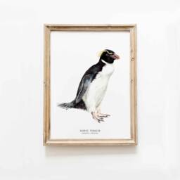 Snares Penguin Print - Dining Room Nature Gallery Wall Art Nautical Beach Home D??cor Gift Cute Penguins Nursery Eudyptes Robustus - thumbnail 1