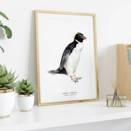 Snares Penguin Print - Dining Room Nature Gallery Wall Art Nautical Beach Home D??cor Gift Cute Penguins Nursery Eudyptes Robustus - thumbnail 3